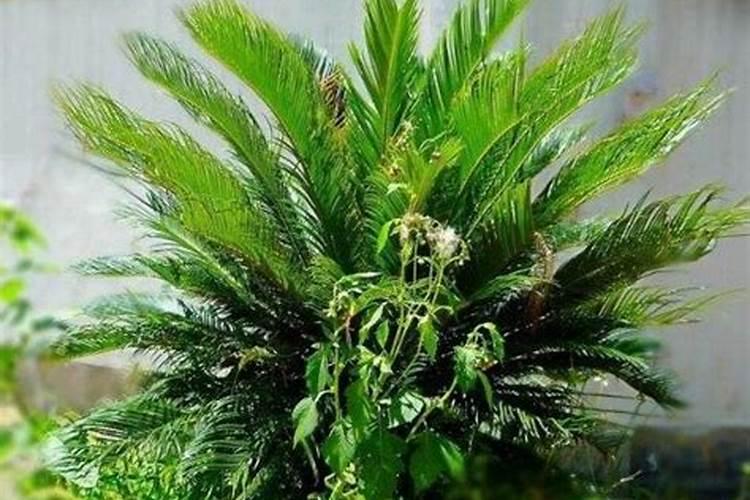 决明子能用来种花吗
