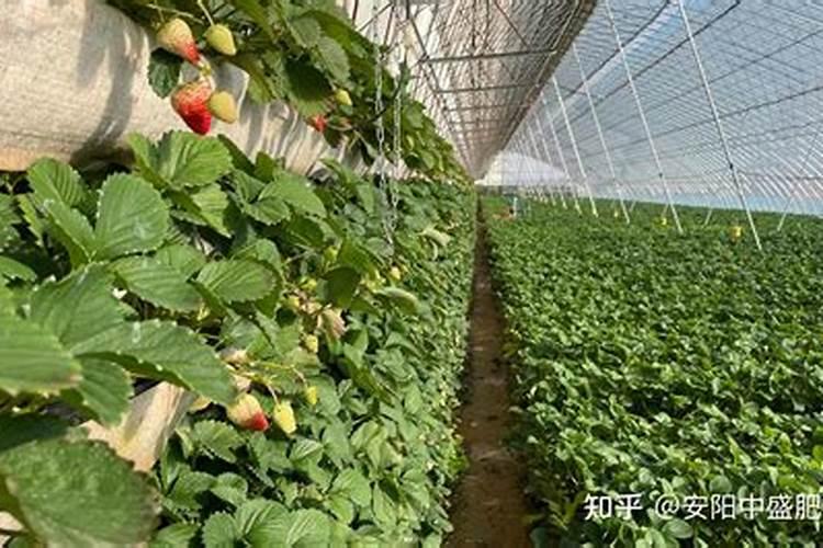 草莓施肥技巧