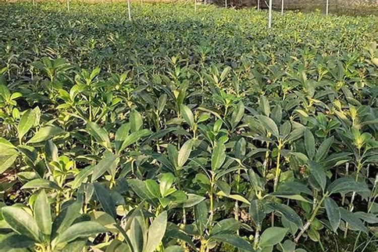 提高八角坐果率用什么叶面肥？