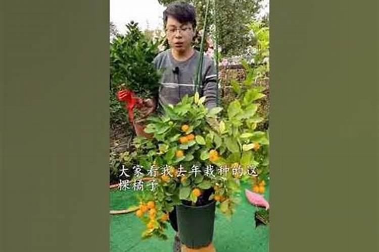 橘子树在开花的时候怎么施肥呀