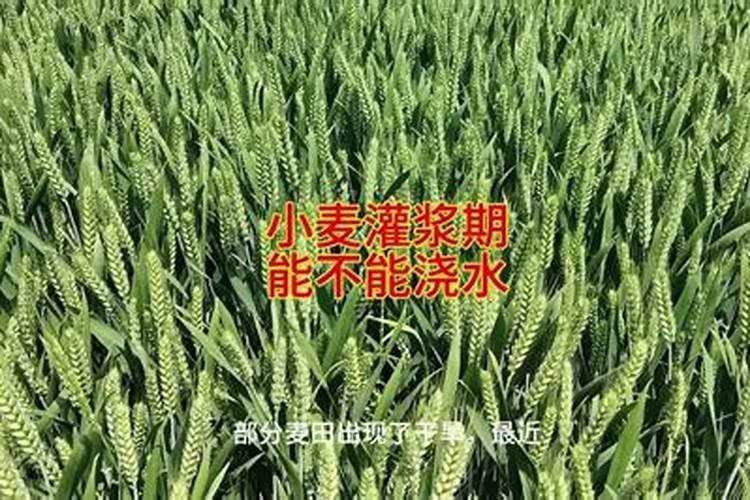 冬小麦用水溶肥可以吗