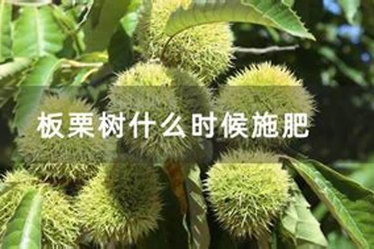 栗子是什么？
