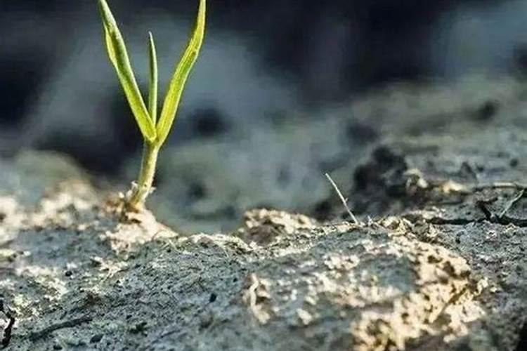 樱桃树种植施肥浇水有技巧