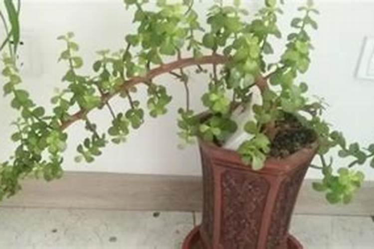 栗子怎么种植 板栗的种植方法