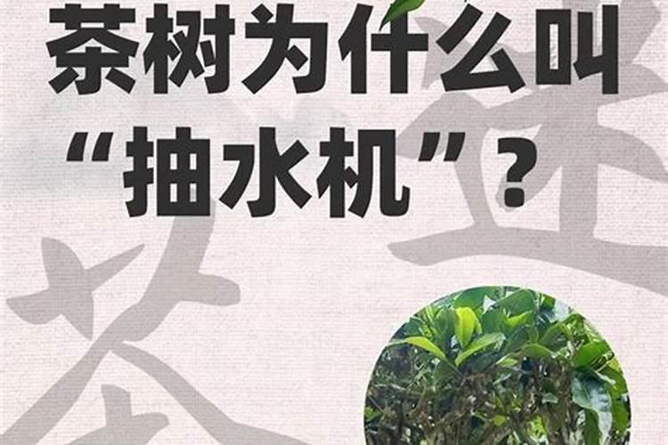 莴笋什么时候打矮壮素