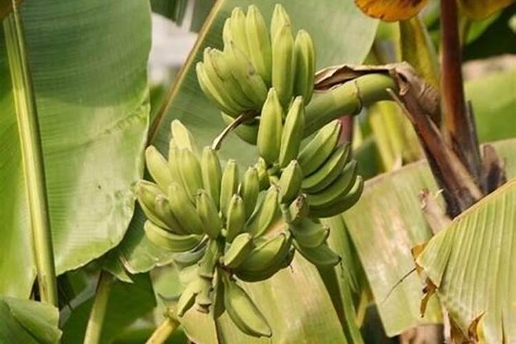 香蕉挂果的时候用什么肥料最好？