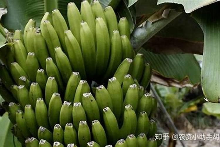 香蕉高产用什么叶面肥好？可以给香蕉使用膨大剂吗？