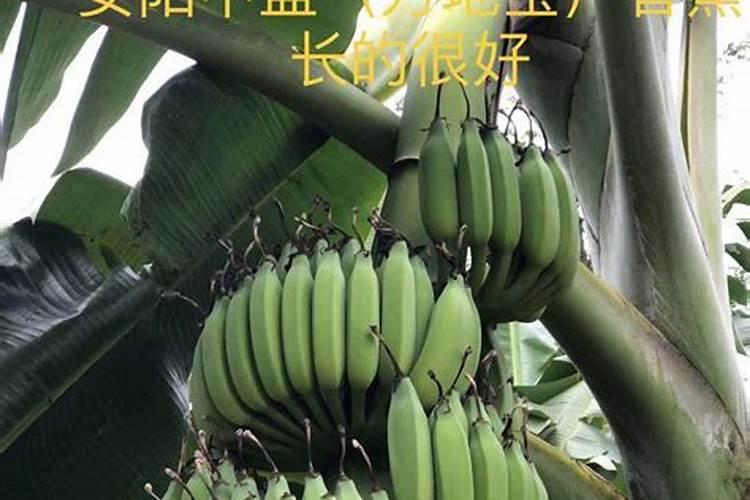 香蕉用什么肥料好