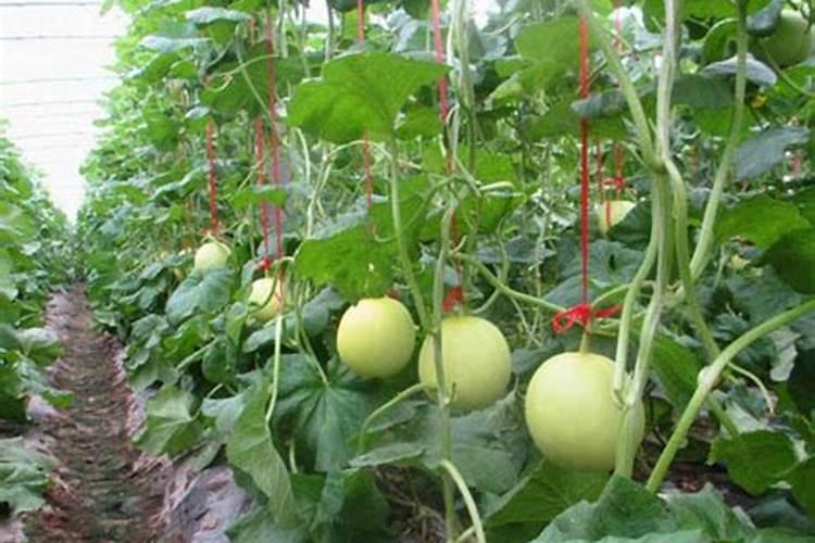 大棚甜瓜水肥管理技术(夏季甜瓜高产栽培与施肥方法)