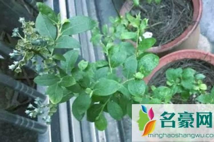 种花生怎样施底肥？