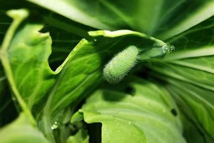 吡虫啉加高效氯氰菊酯能与叶面肥混用吗？