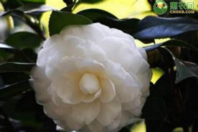 茶花施什么肥最好