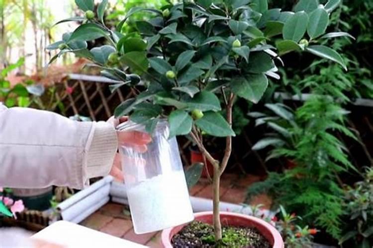 茶花施什么肥最好 茶花施哪种肥最好