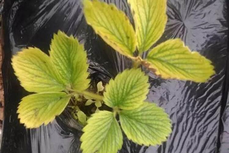 盆栽草莓如何施肥