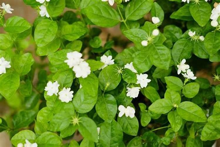 月季花冬季如何施肥效果最好,可以用水溶肥吗？