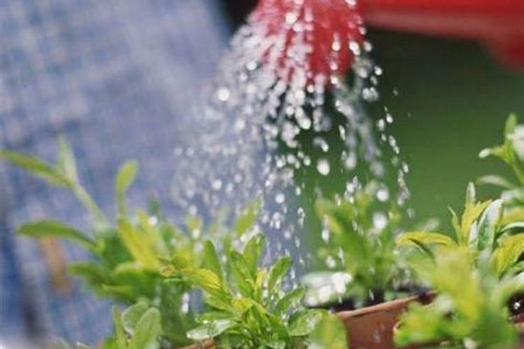 种植花卉用复合肥好还是水溶肥好？