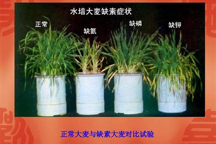 氮的作用,植物缺氮会怎么样