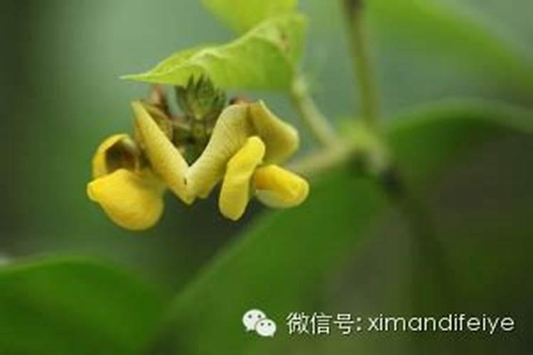 叶面肥哪个牌子好