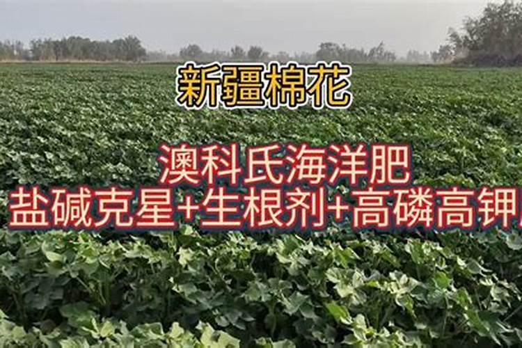 棉花的种植方法