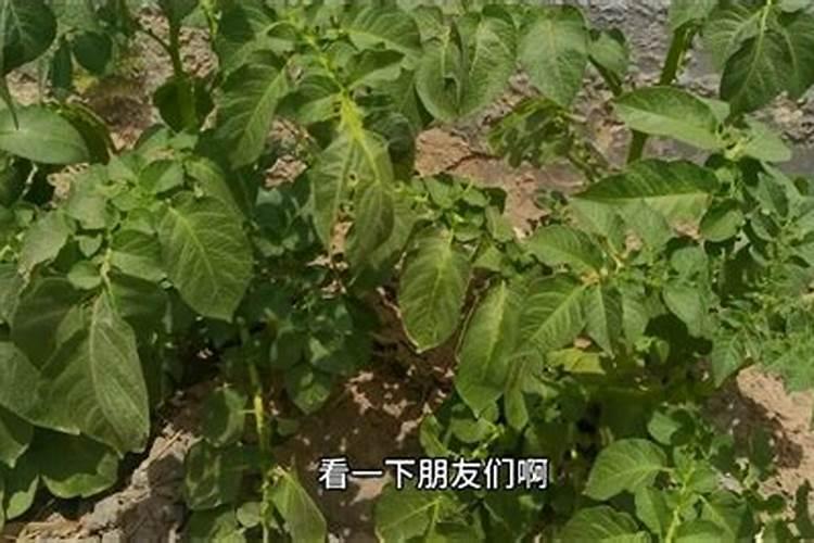 土豆出苗过施什么肥好,多大施肥