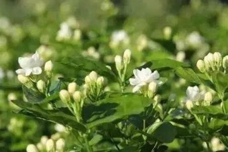 草莓开花期注意什么