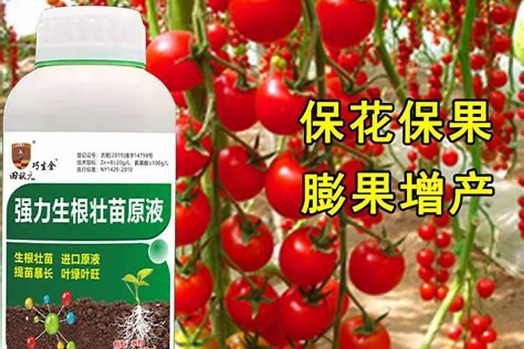 蓝莓最忌三种肥料