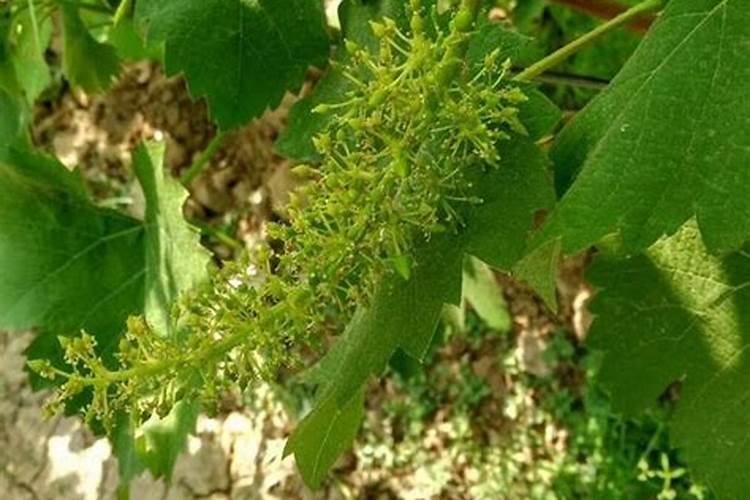 促进常绿果树花芽分化有哪些措施