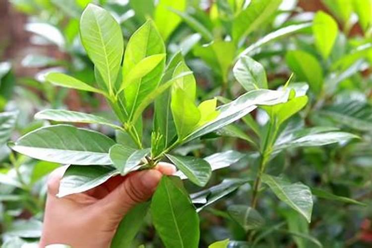 果树花芽分化可以喷腐植酸叶面肥吗的