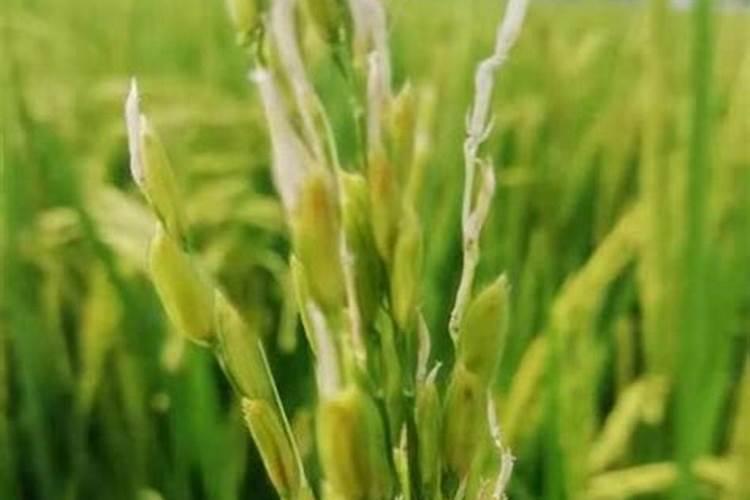 如何给花生追施钙肥？