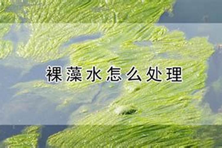 虾塘水变清的最简单处理方法