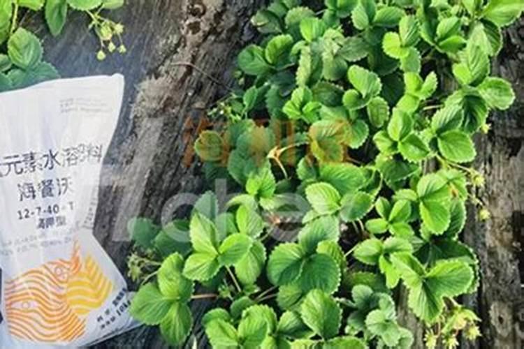 腐植酸水溶肥可以可茉莉茶花用吗