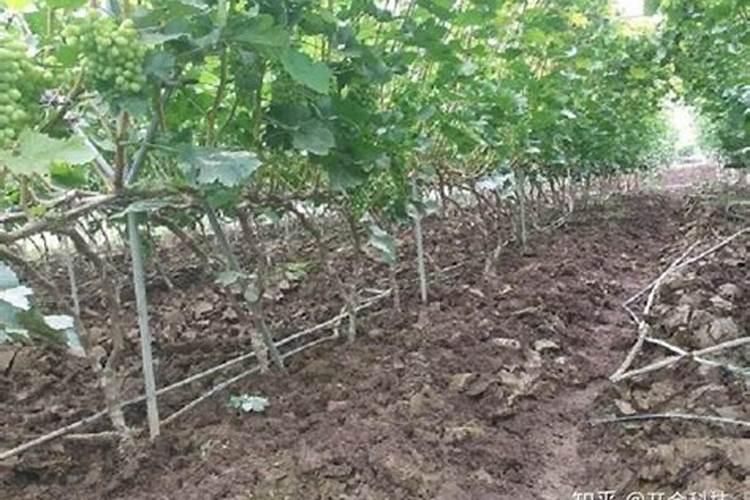 盆栽多肉植物施什么肥 该如何施肥