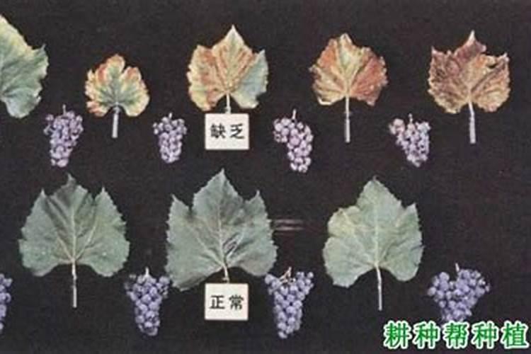 葡萄转色期,钾肥您用对了吗