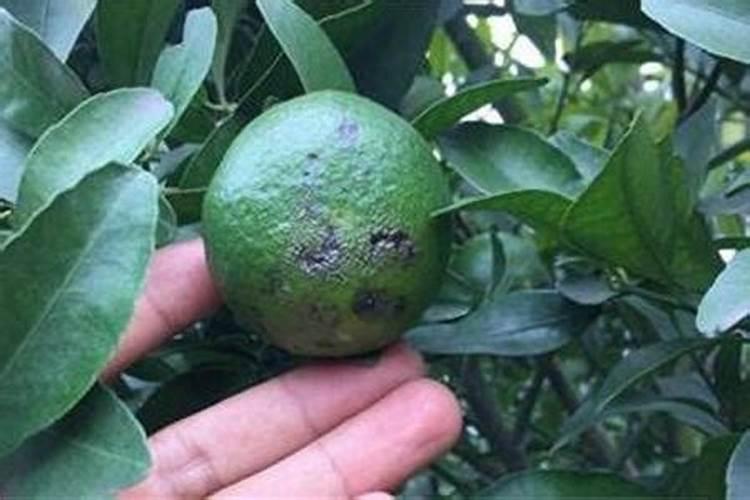 花生硼肥什么时间施用