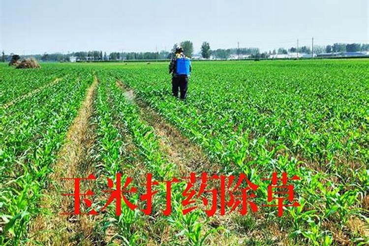 水果玉米被霜打了,还有补救的方法吗？