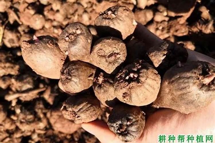 魔芋用什么肥料最好