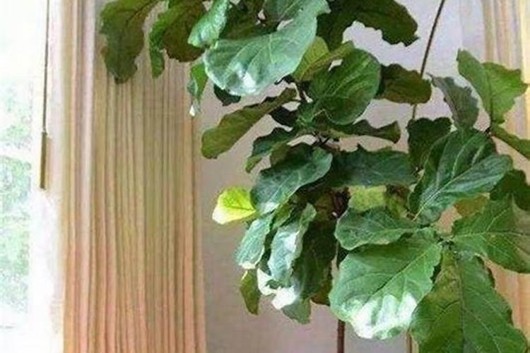 骨粉浇花有什么好处