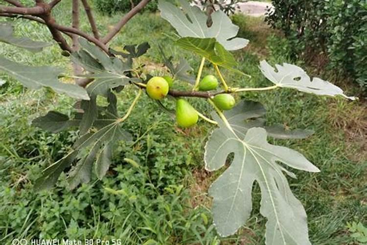无花果施什么肥料最好