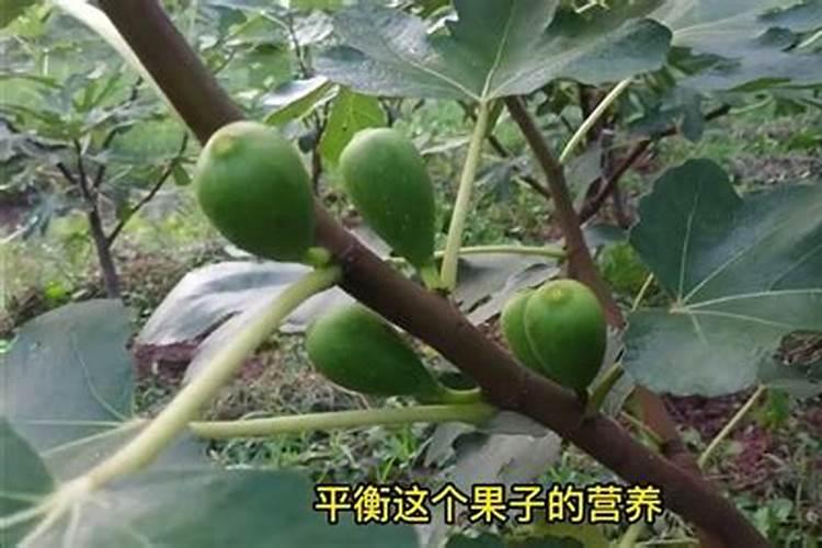 怎样预防无花果虫害