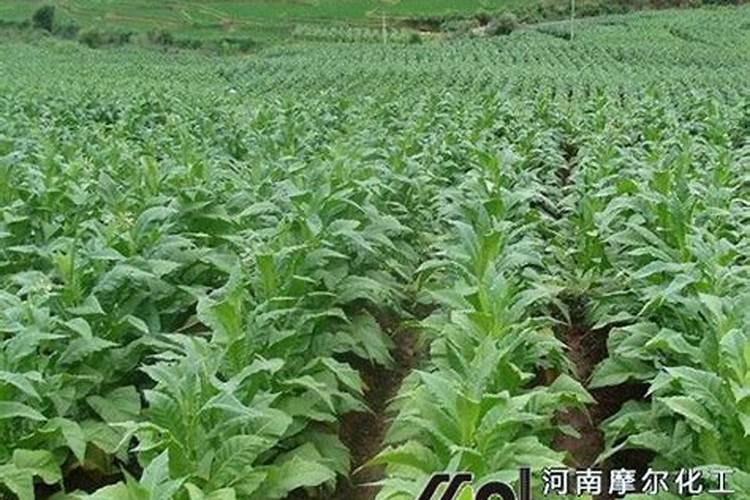 烤烟施钾肥最佳时间 什么时候使用效果好