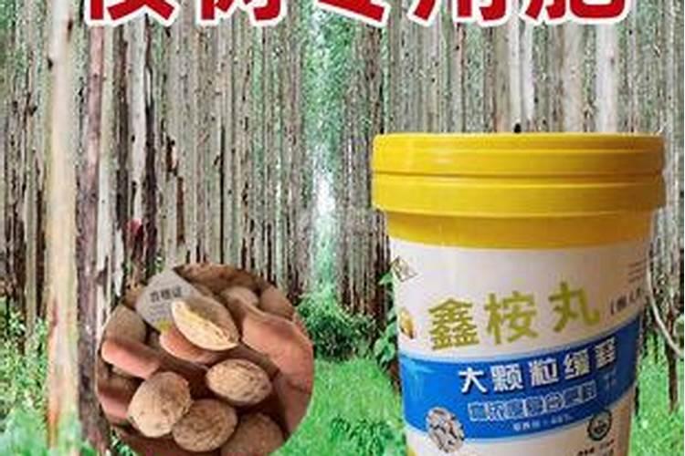莲蓬怎样种植？水果莲蓬种植技术
