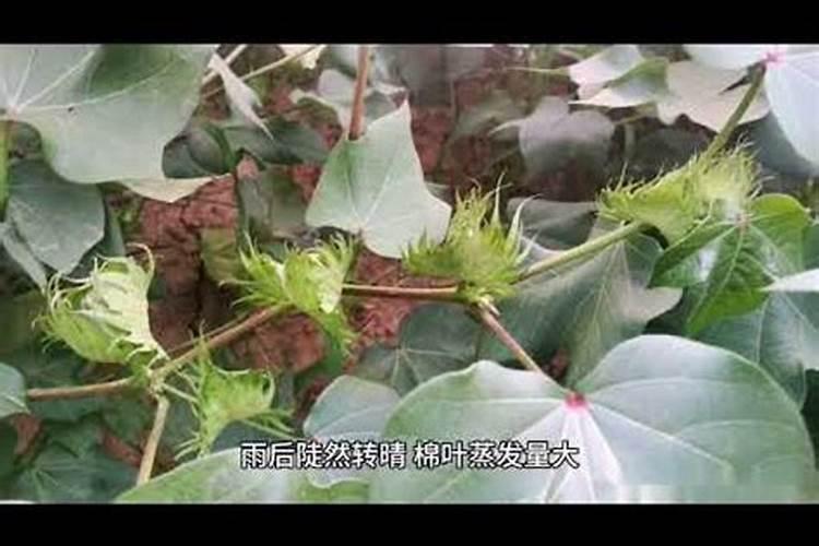 月季肥害后多久可以恢复 月季肥害怎么处理
