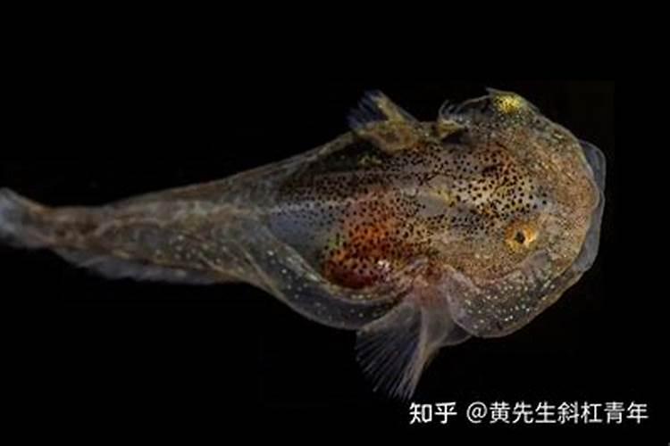 鱼蛋白对农作物的作用