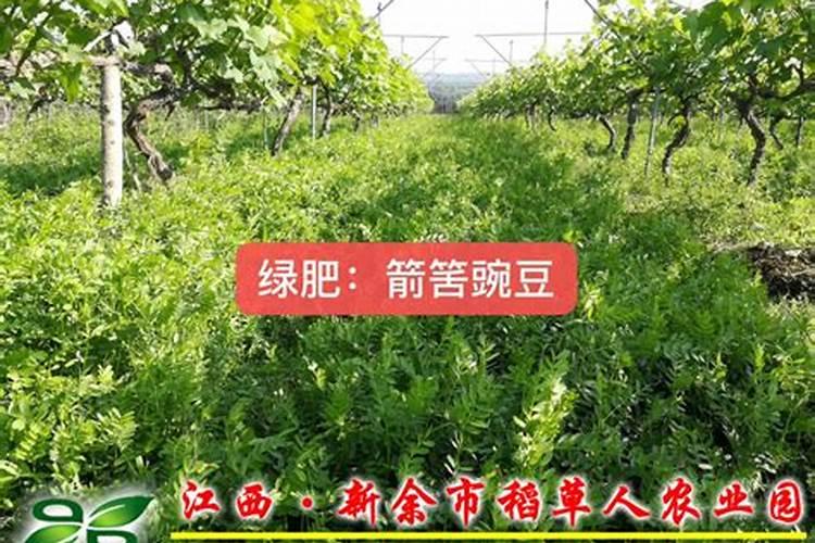豌豆种植施肥要合理,豌豆种植施肥有什么好的方法？