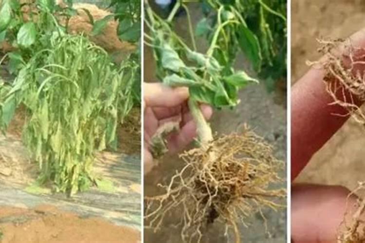 生物菌肥使用的注意事项都有哪