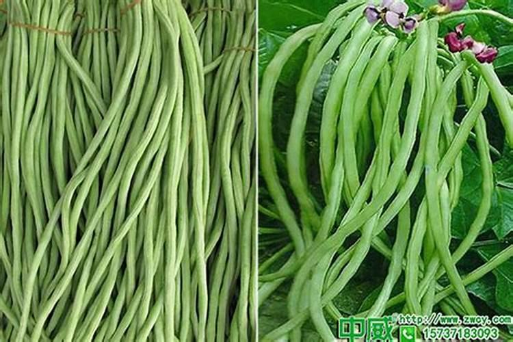 豇豆高产种植管理要点