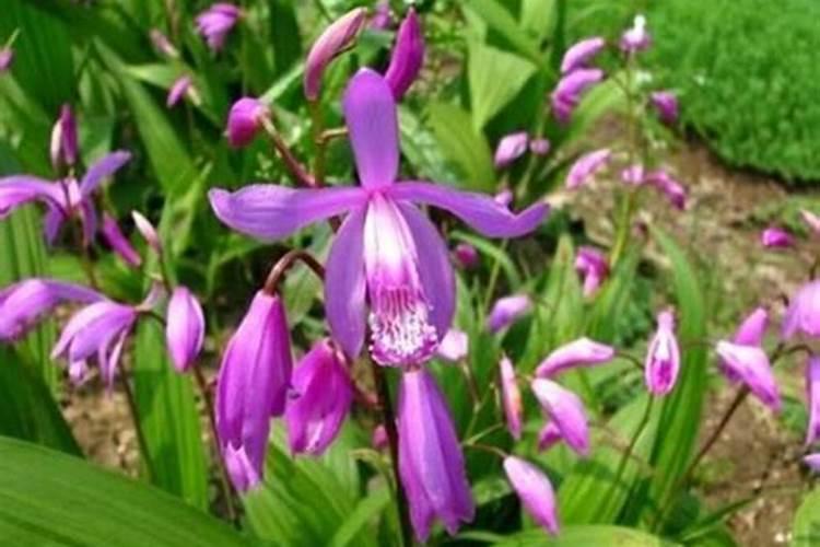 种白芨的肥料叫什么