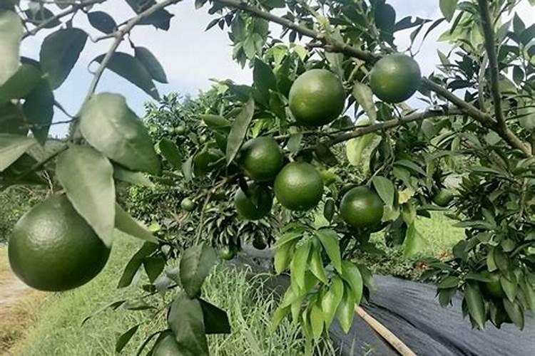 种柑橘用什么肥料最好