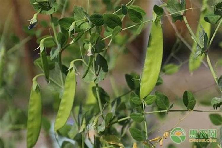 荷兰豆用什么肥料最好