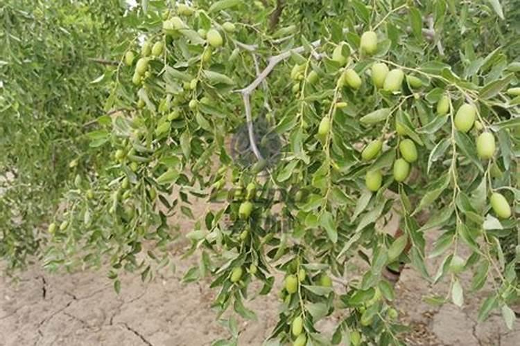 枣树施肥氮磷钾如何配比